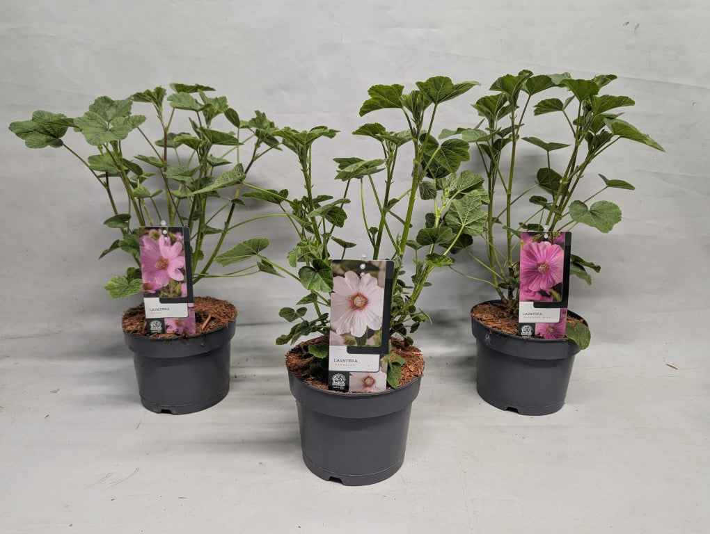 Buskmalva in cultivars - C2/P17