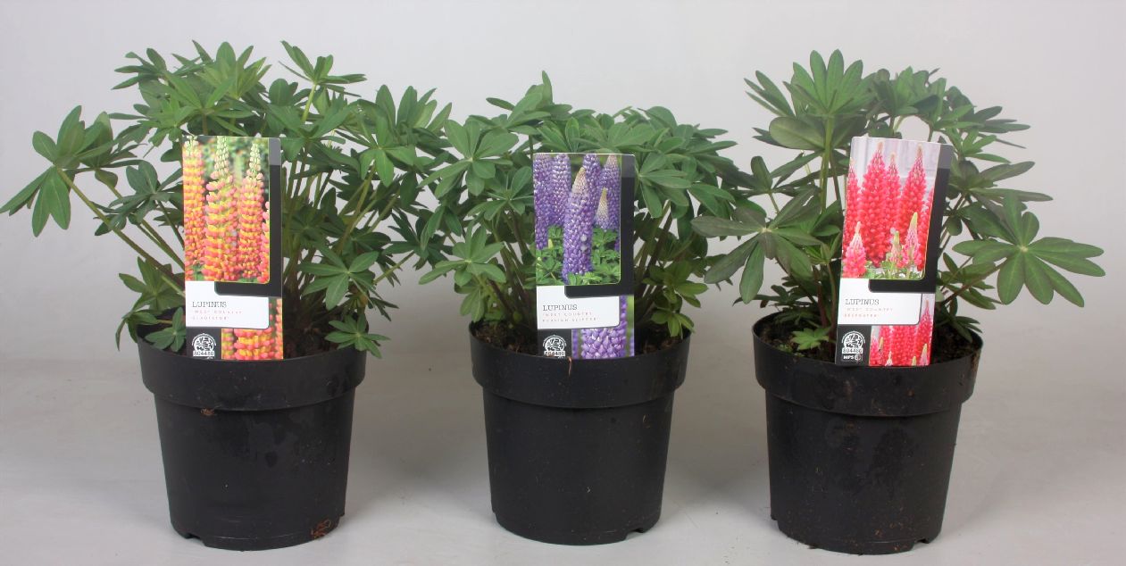 Lupin in cultivars - C3/P19