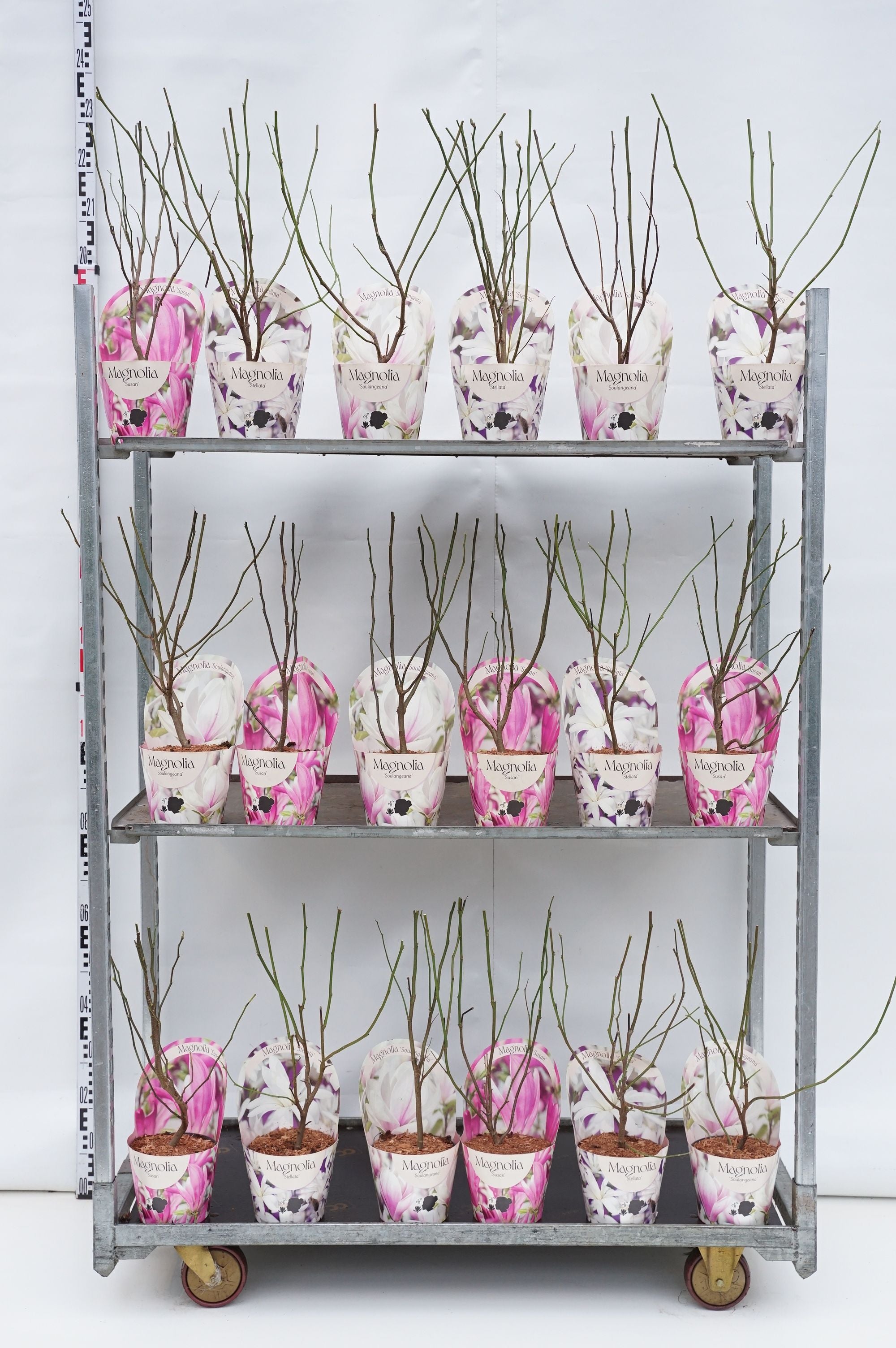 Magnolia in cultivars - C2/P17 POTCOVER