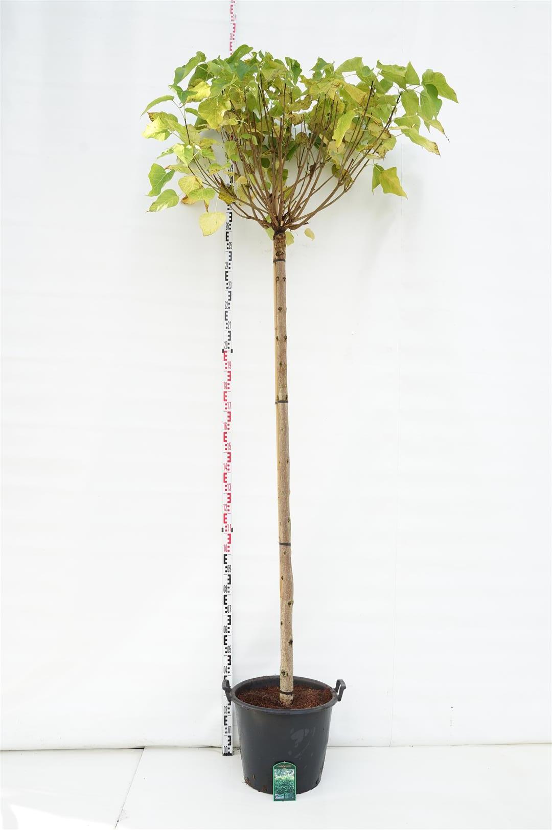 Trumpetträd bungei - 225 ST 14-16 CM C50