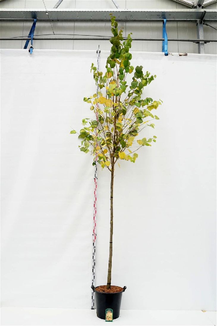 Katsura japonicum - 12-14 CM STAND C35