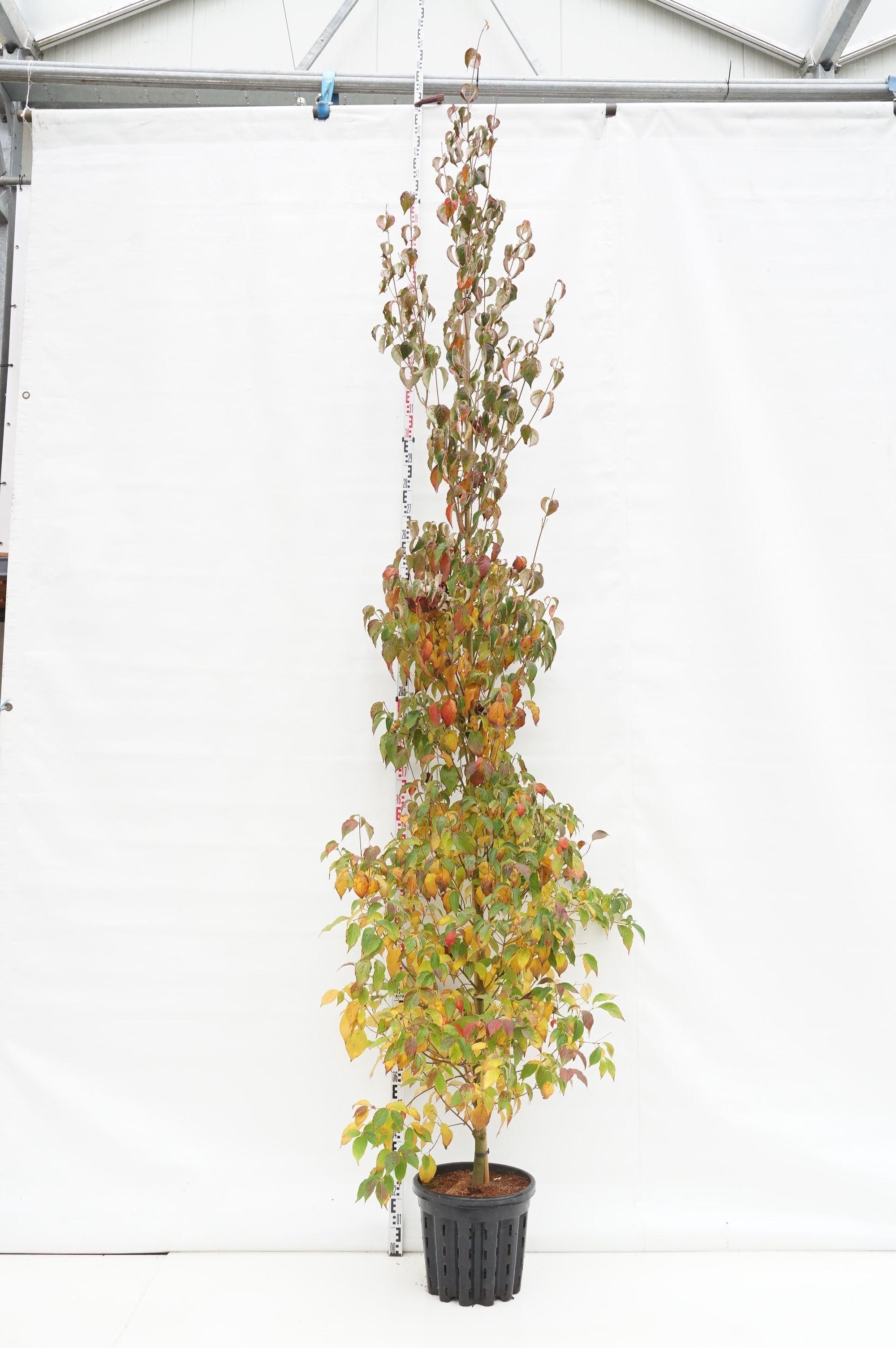 Kornell kousa chinensis - 6-8 CM C35 FEATHERE