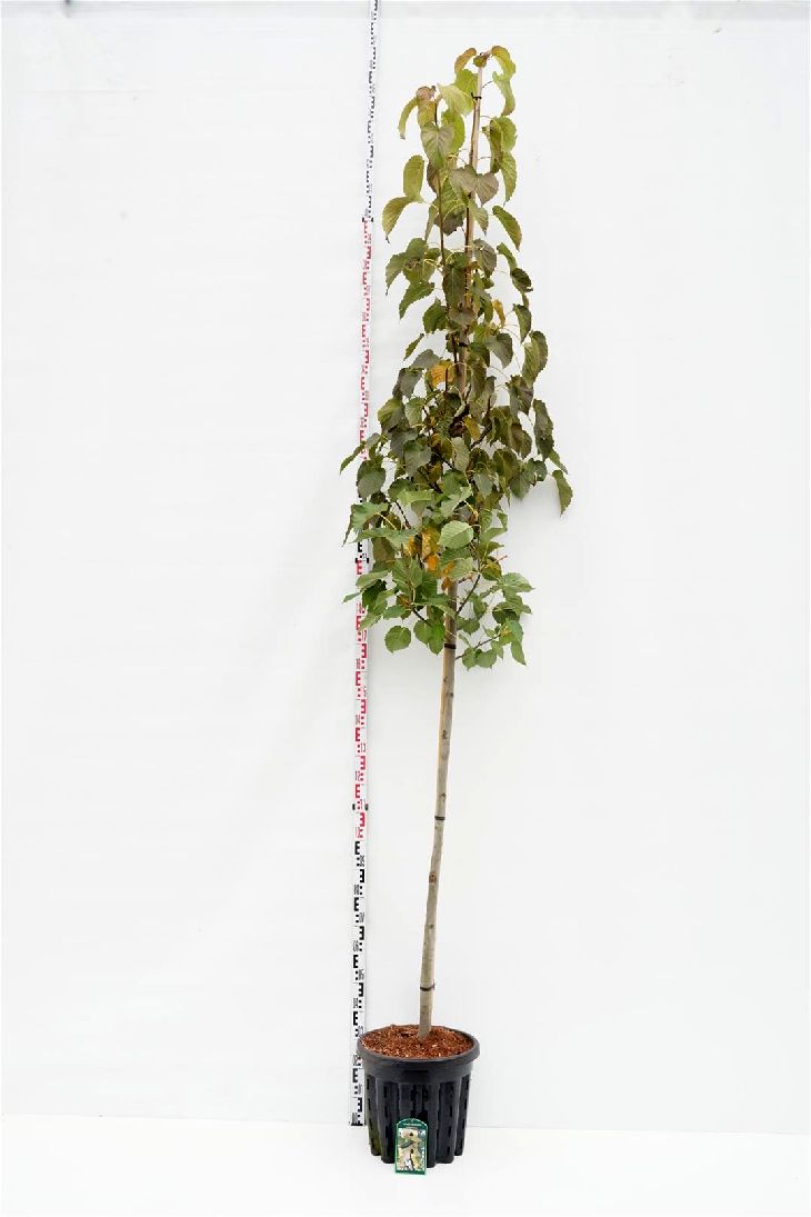 Davidia involucrata 10-12 cm C25 (25 liters kruka)