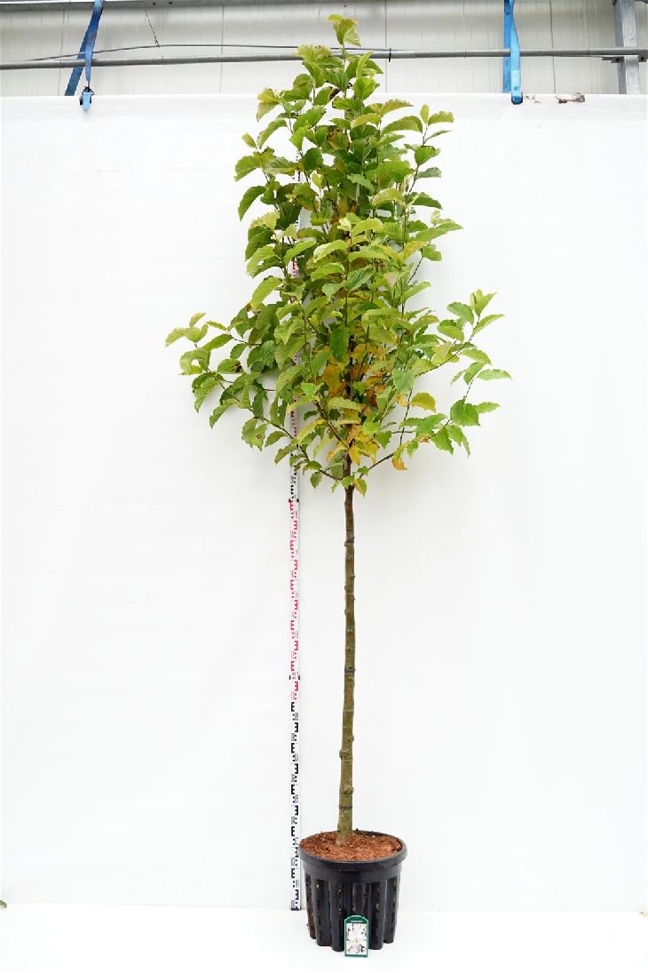 Magnolia kobus - 12-14 CM STAND C50