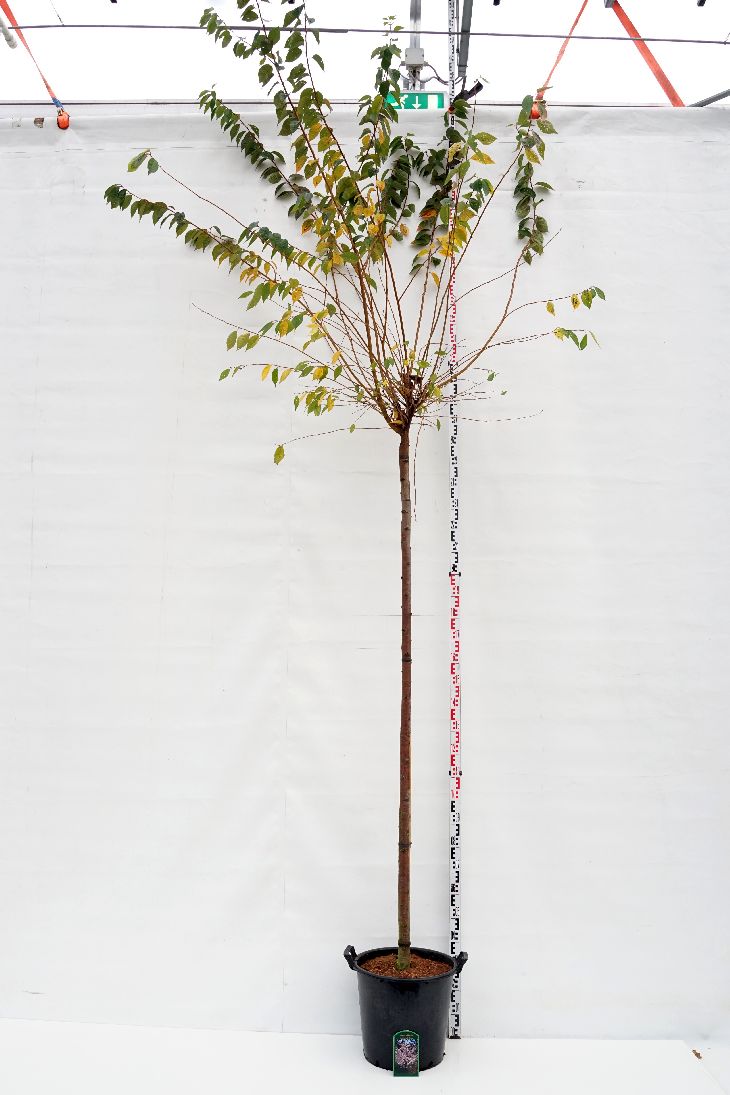 Prunus subh. &