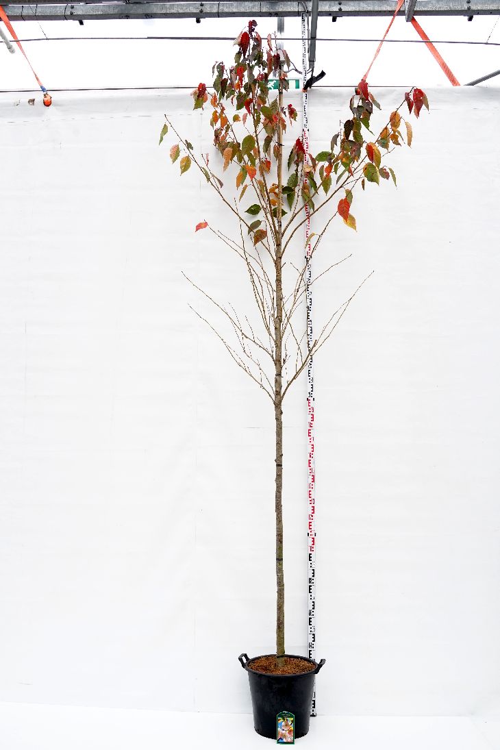 Prunus serr. &