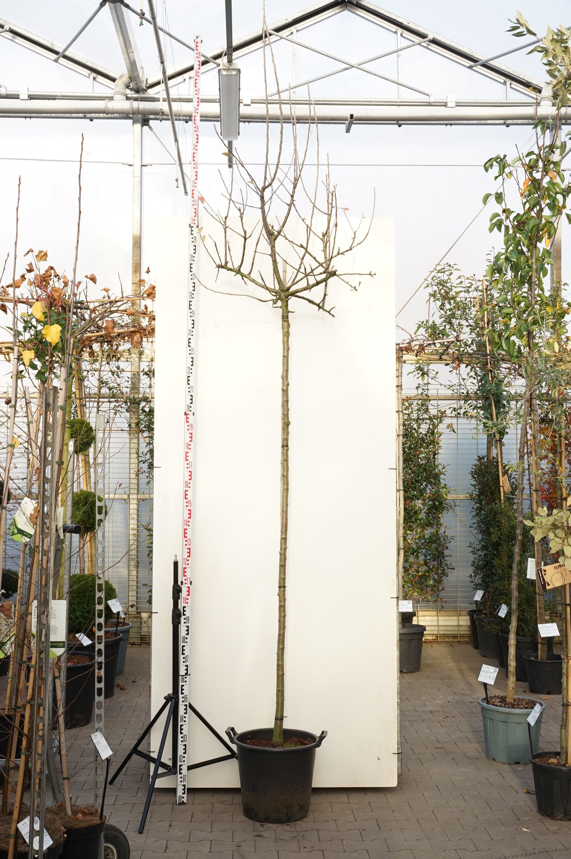 Pyrus nivalis &