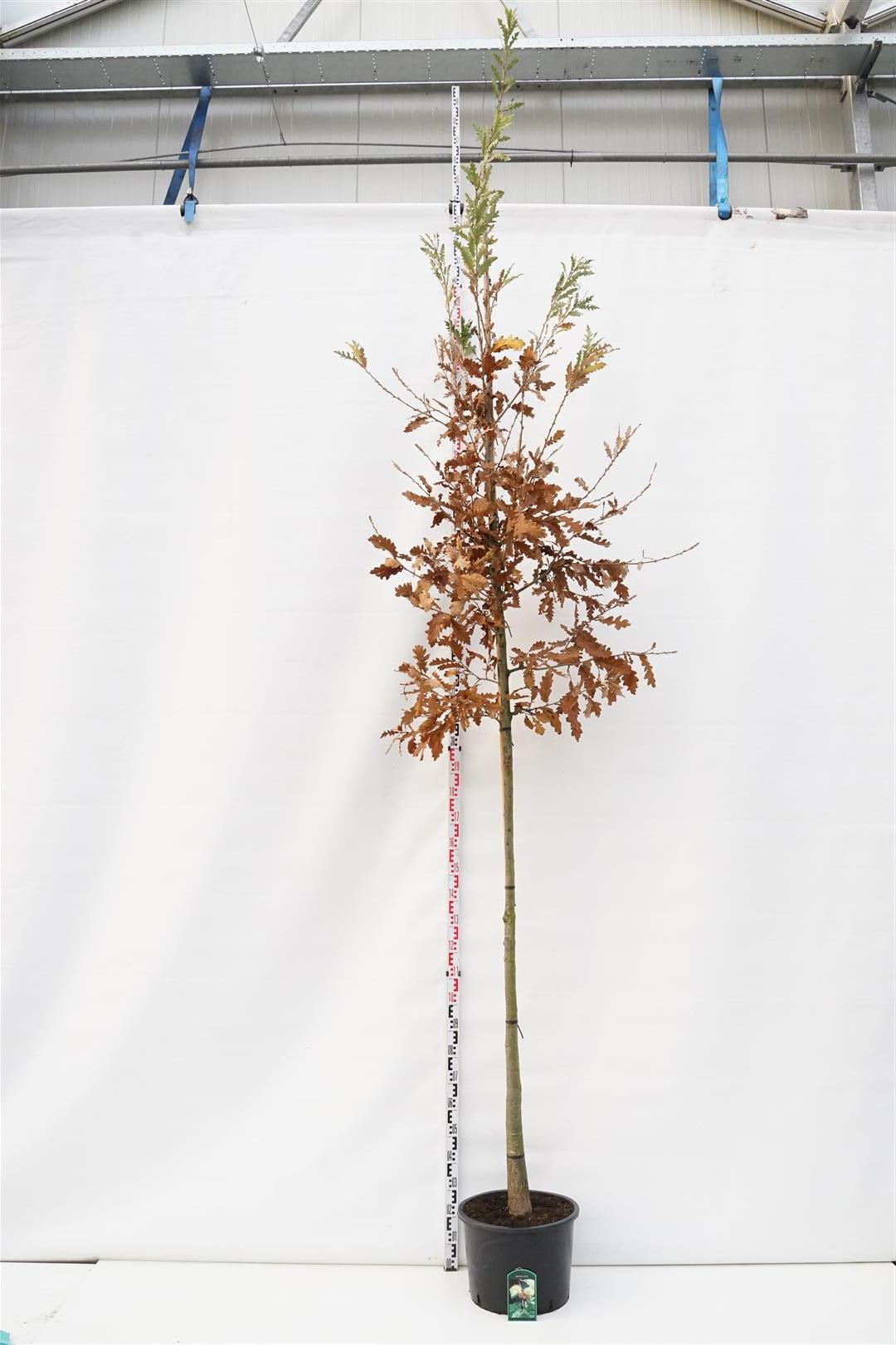 Quercus cerris 20-25 cm högstam rotklump