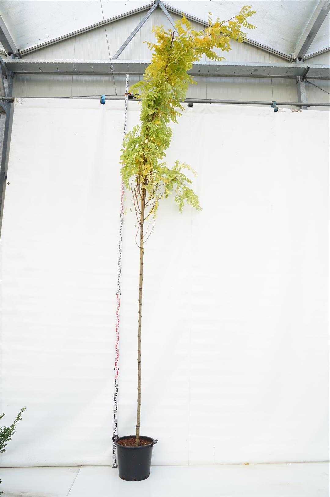 Robinia ps. &
