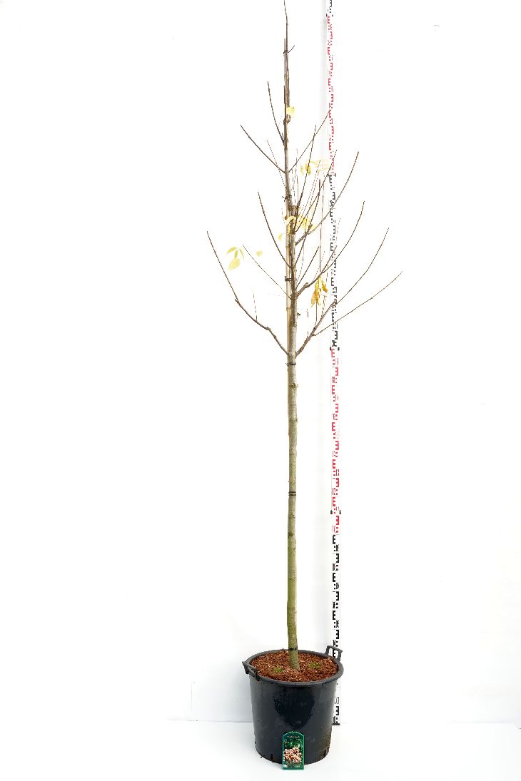Bivärdsträd daniellii - 10-12 CM STAND C50