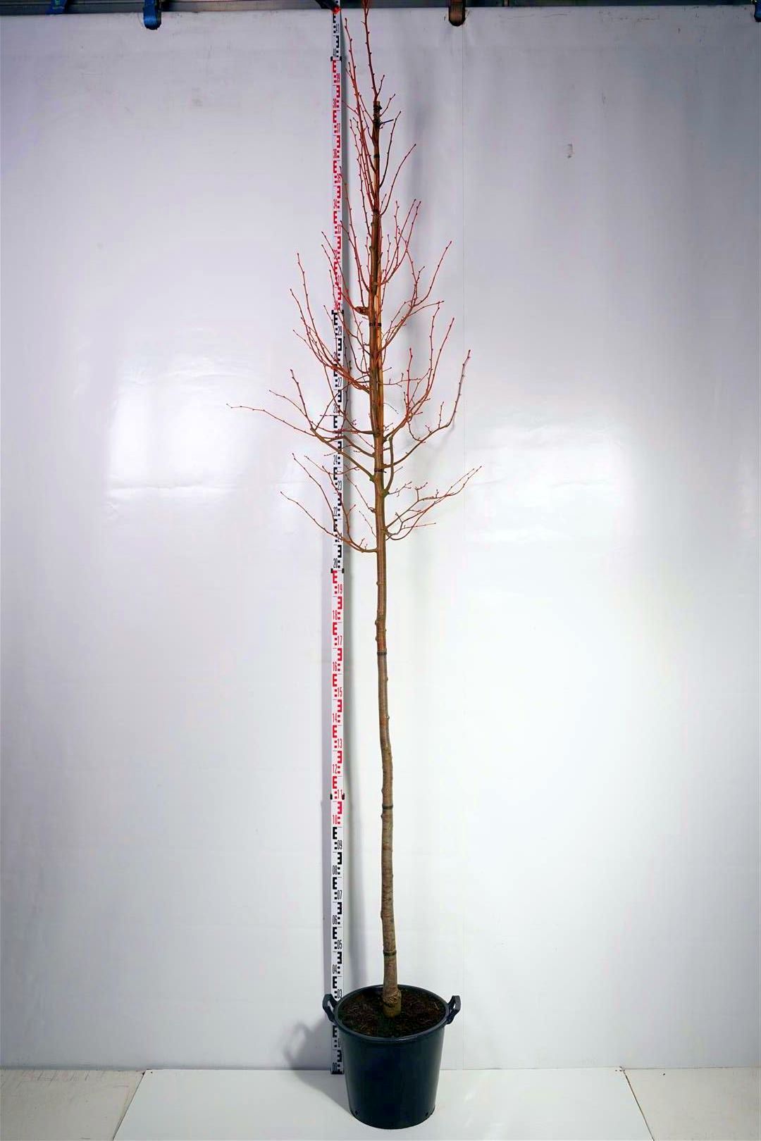 Lind cordata &