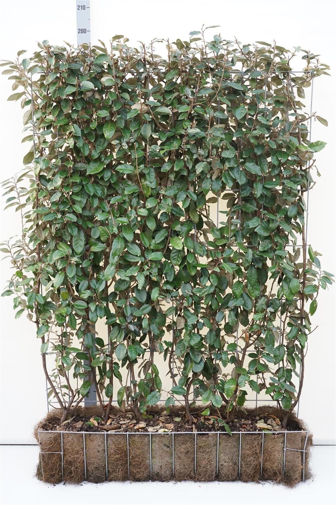 Elaeagnus ebbingei Färdig häck 120x150 cm