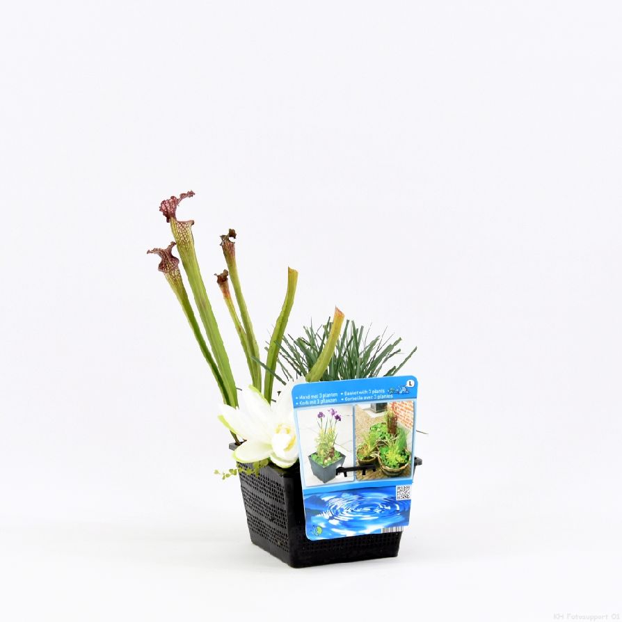Mix mand met 3 planten - PONDBASKET 18X18 CM