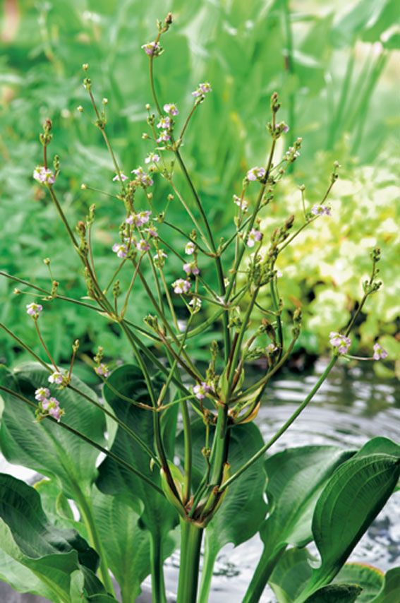 Svalting parviflorum - PONDBASKET 18X18 CM