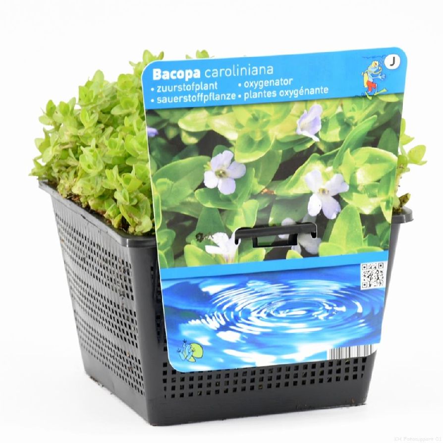 Bacopa caroliniana - PONDBASKET 18X18 CM