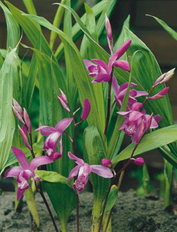 Bletilla striata - P9 WATERPLANT