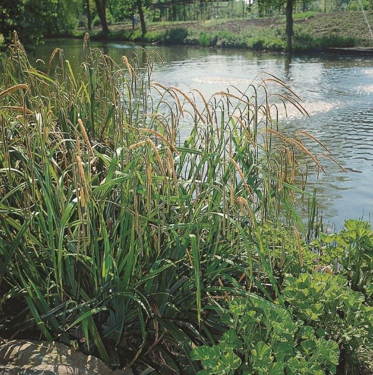 Starr pendula - P9 WATERPLANT