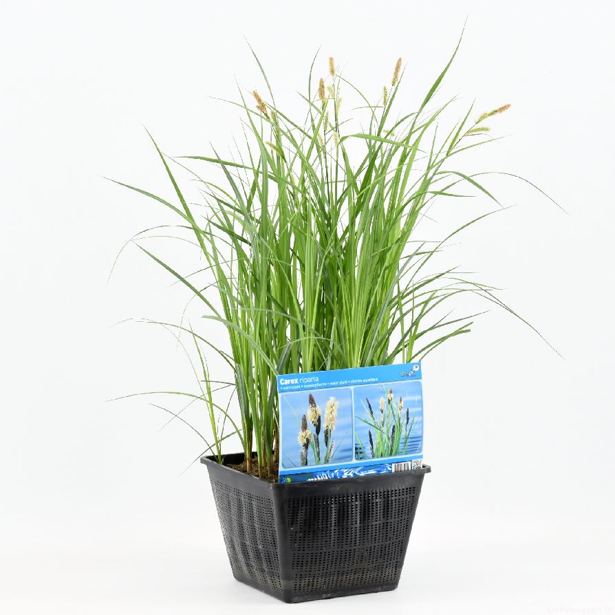 Starr riparia - PONDBASKET 28X28 CM