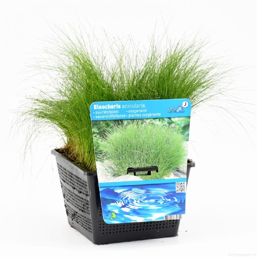 Sylört acicularis - PONDBASKET 18X18 CM