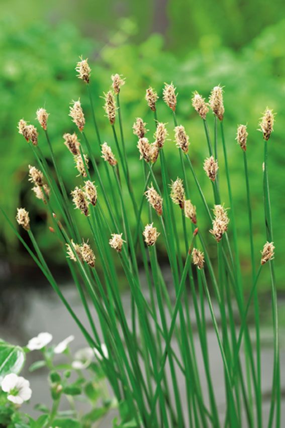 Sylört palustris - P9 WATERPLANT
