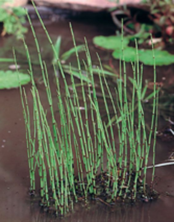 Fräken fluviatile - P9 WATERPLANT