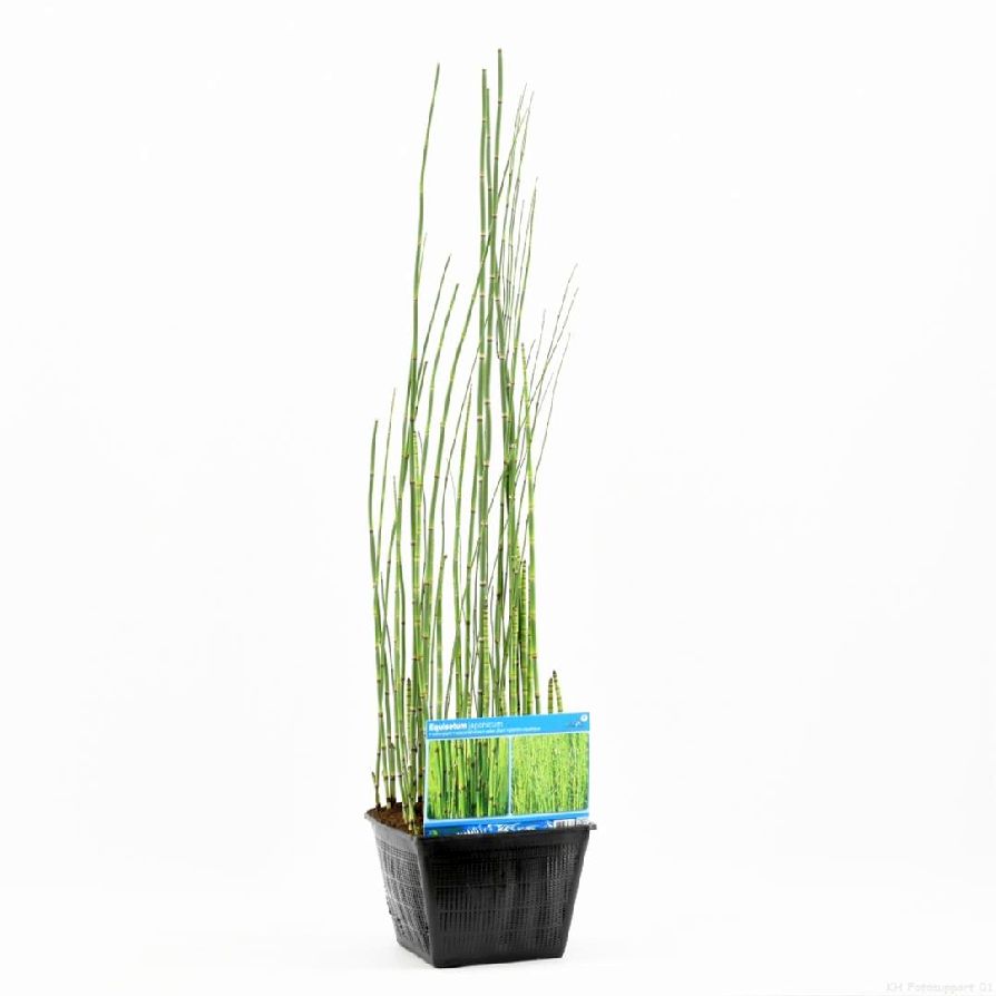 Fräken japonicum - PONDBASKET 28X28 CM