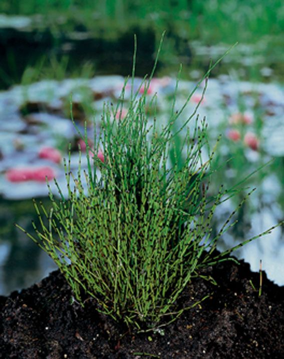 Fräken scirpoides - P9 WATERPLANT