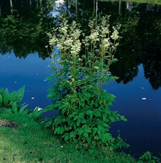 Filipendula ulmaria 9 cm kruka