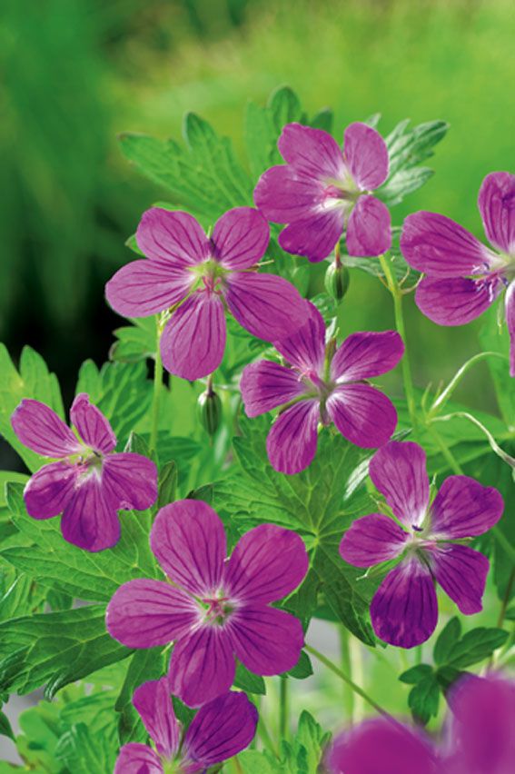 Trädgårdsnäva palustre - P9 WATERPLANT