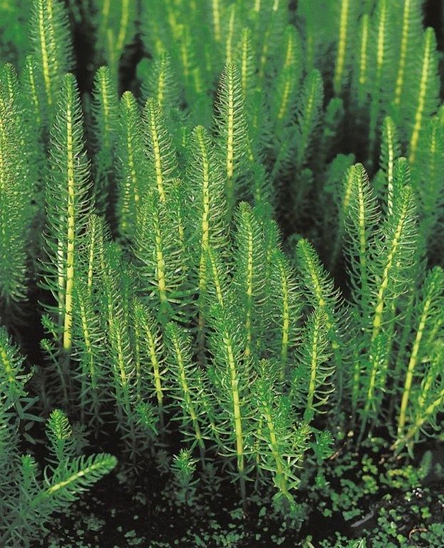 Hästsvans vulgaris - P9 WATERPLANT