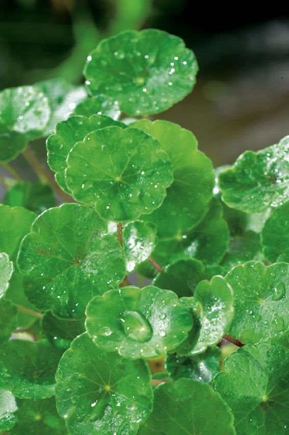 Spikblad vulgaris - P9 WATERPLANT