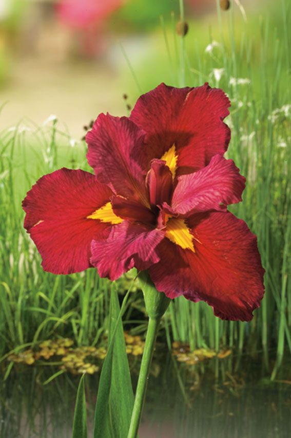 Iris (L) &