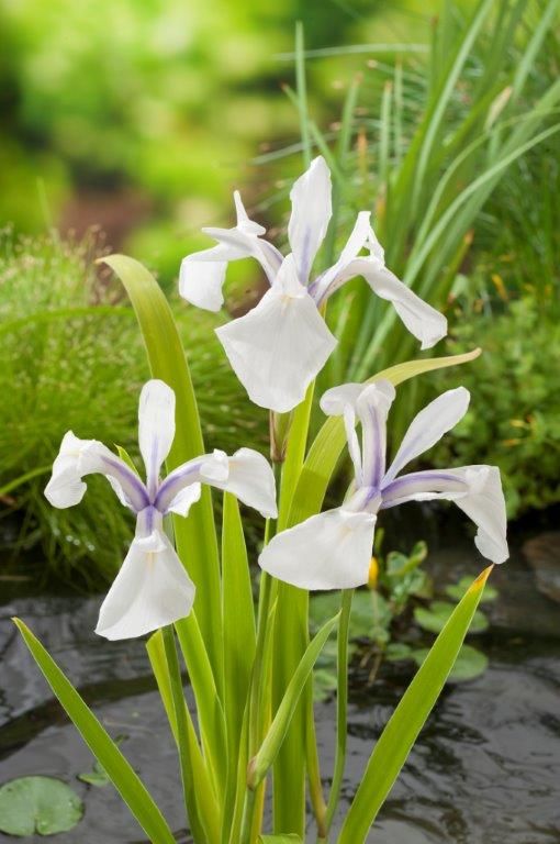 Iris laev. &