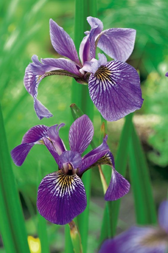 Iris versicolor - P9 WATERPLANT
