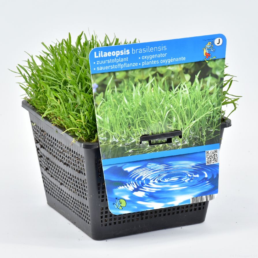 Lilaeopsis brasiliensis - PONDBASKET 18X18 CM