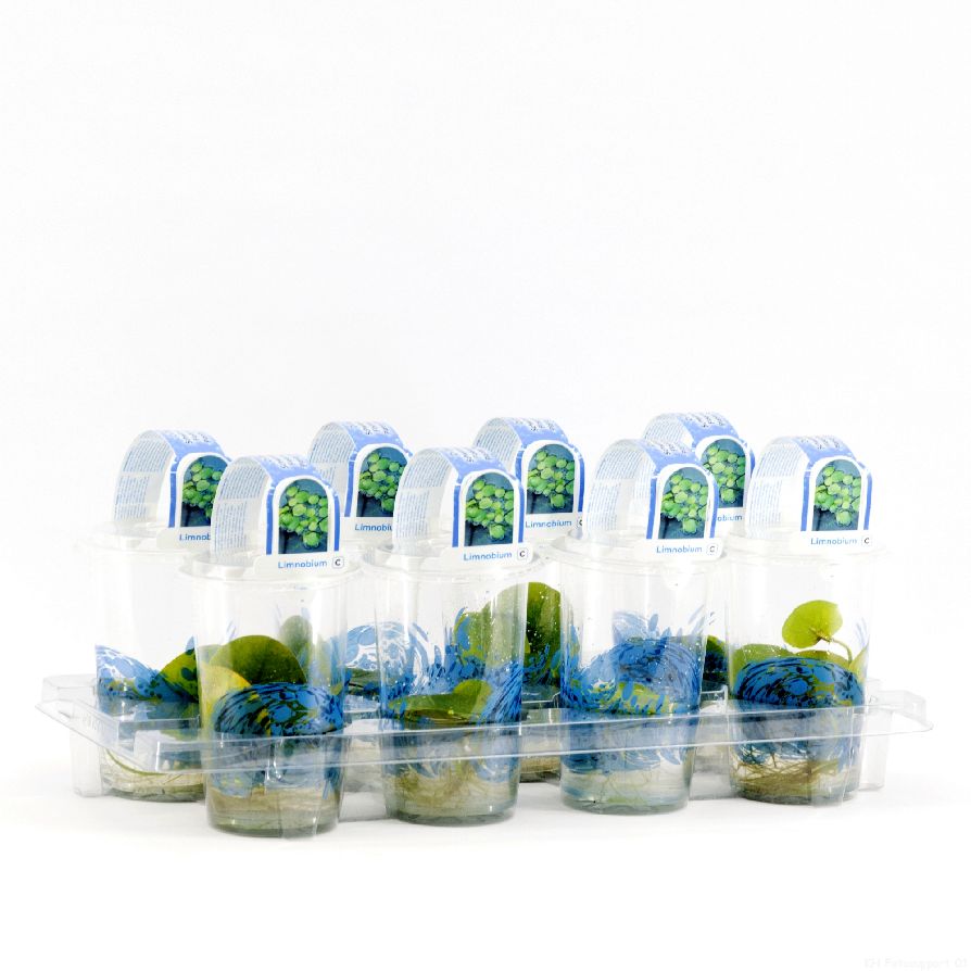 Limnobium spangia - PLASTIC POT