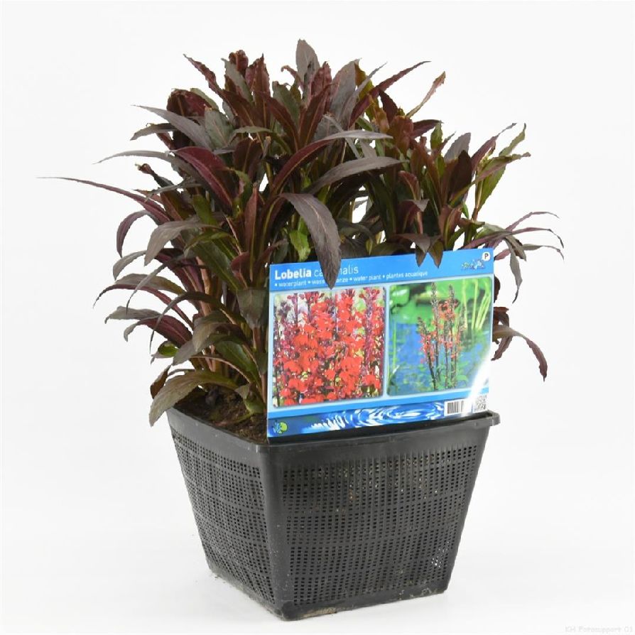 Lobelia cardinalis - PONDBASKET 28X28 CM