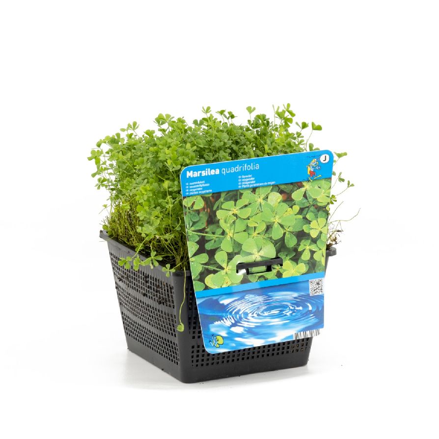 Klöverbräken quadrifolia - PONDBASKET 18X18 CM