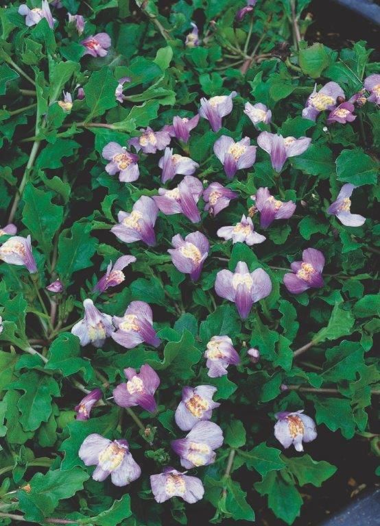 Mazus reptans (blue) - P9 WATERPLANT