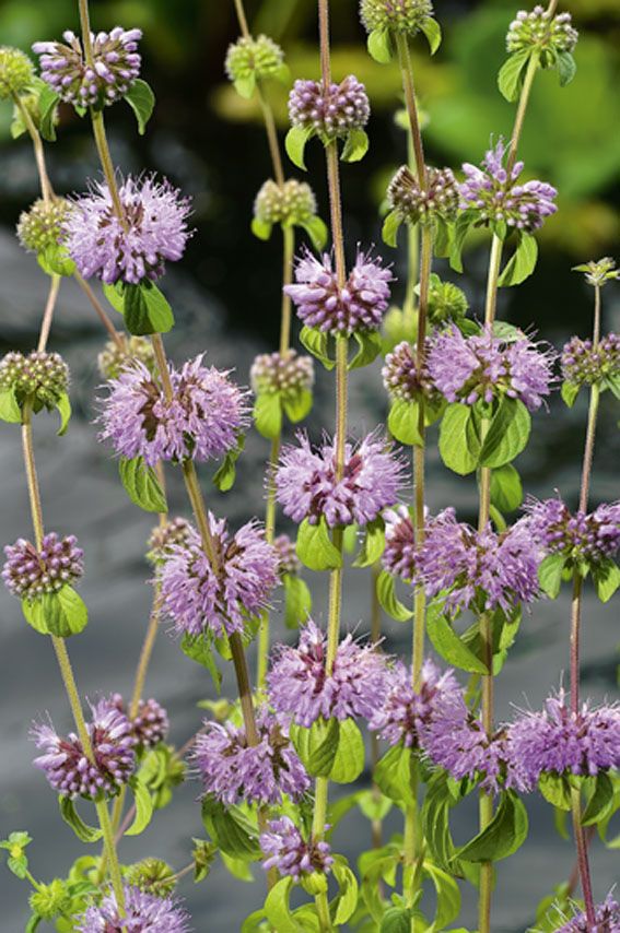 Mynta pulegium - P9 WATERPLANT