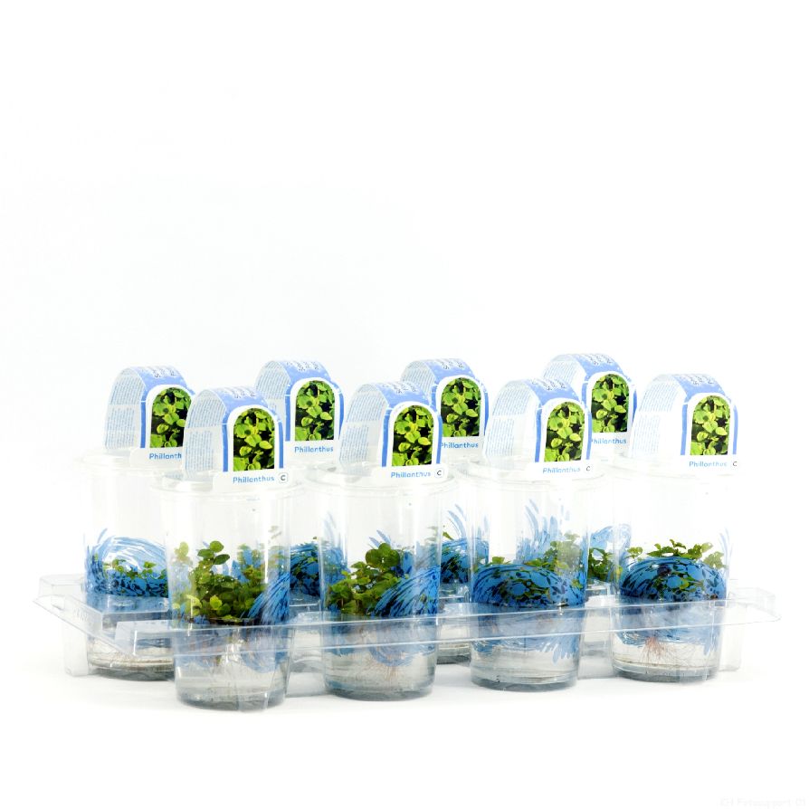Phyllanthus fusstans - PLASTIC POT