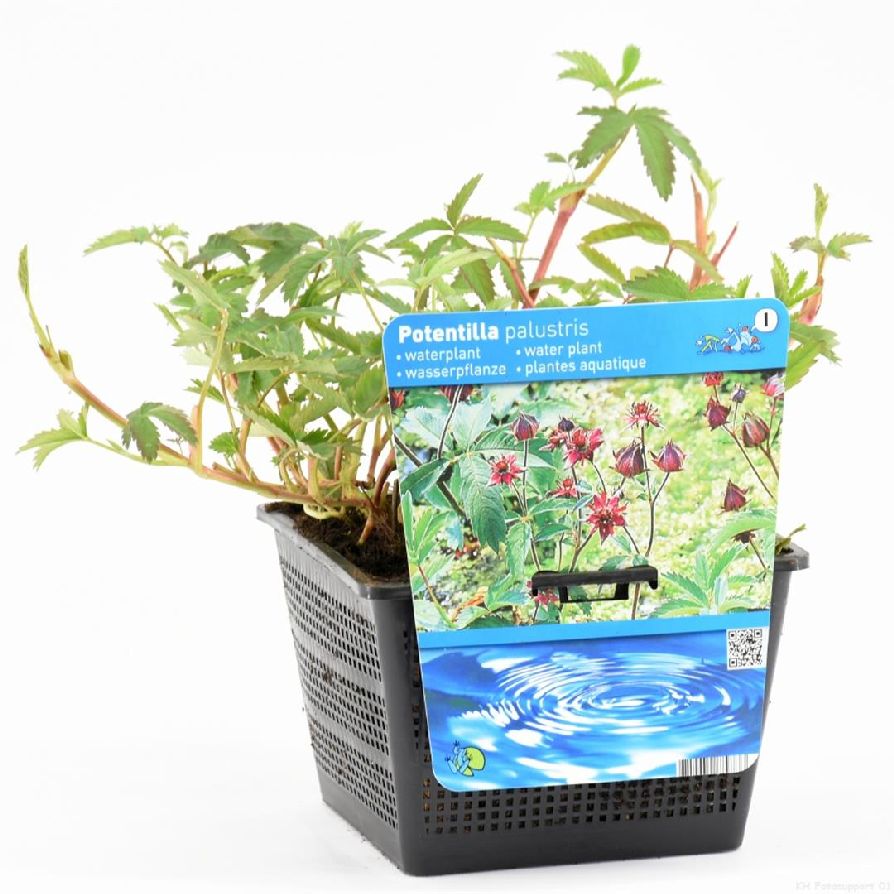 Tok palustris - PONDBASKET 18X18 CM