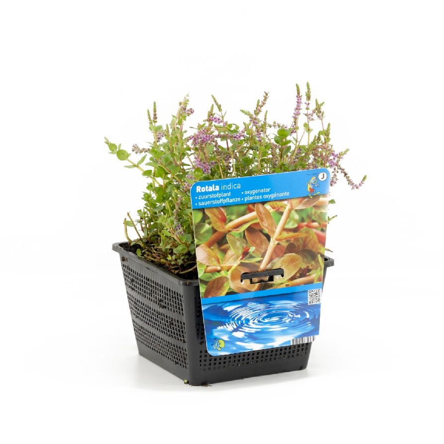 Rotala indica - PONDBASKET 18X18 CM