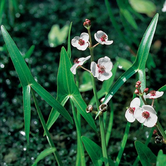 Pilblad sagittifolia - P9 WATERPLANT