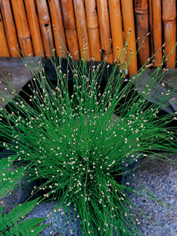 Säv cernuus - PONDBASKET 18X18 CM