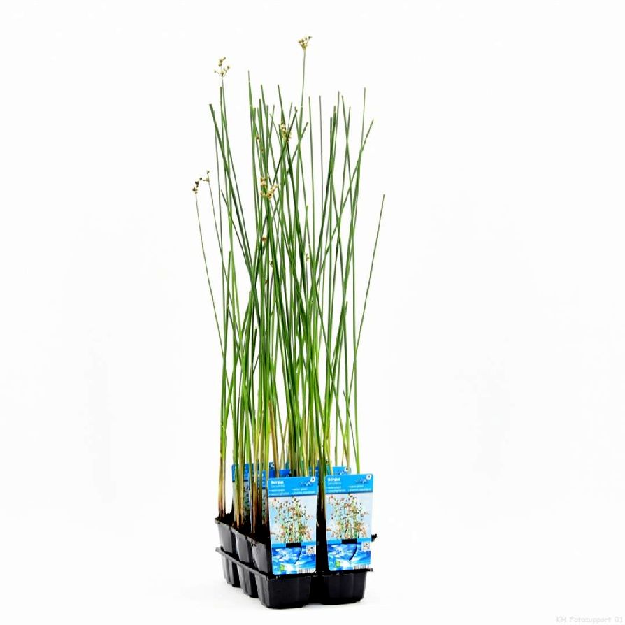 Säv lacustris (Scirpus) - P9 WATERPLANT