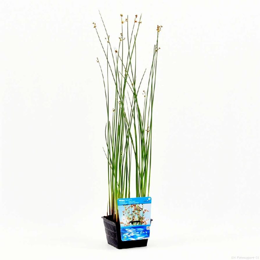 Säv lacustris (Scirpus) - PONDBASKET 18X18 CM