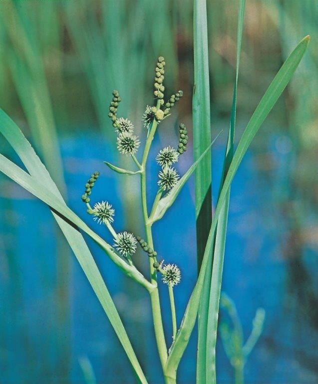 Igelknopp erectum - P9 WATERPLANT