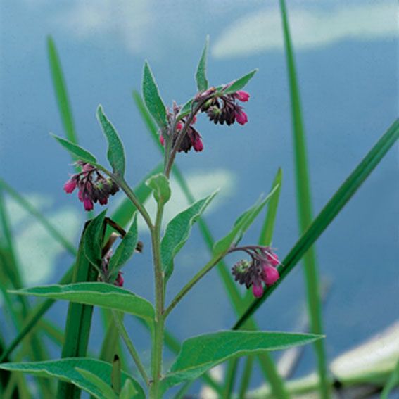 Vallört officinale - P9 WATERPLANT