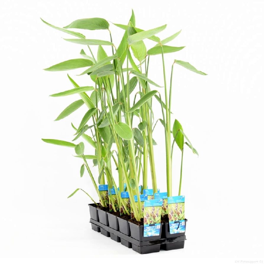 Thalia dealbata - P11